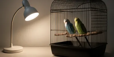 Do Parakeets Need UVB Lights? Benefits, Limits, and Safer Cage Placement
