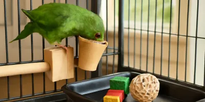 Green parrot foraging from a clipped paper cup with wood-block enrichment pieces and small food portions in the cage