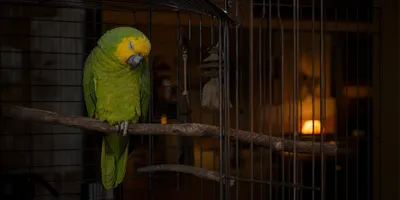 Parrot Sleep Schedule: Build a Dark, Quiet Night Routine